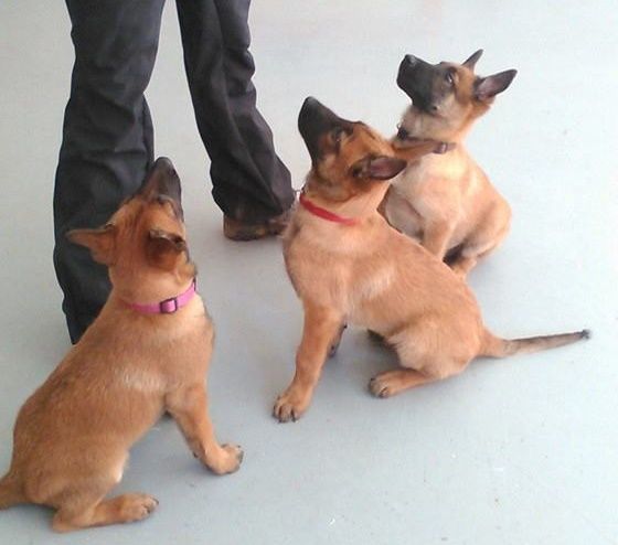 2 Chiots mâles sur la la portée Fara X Eko