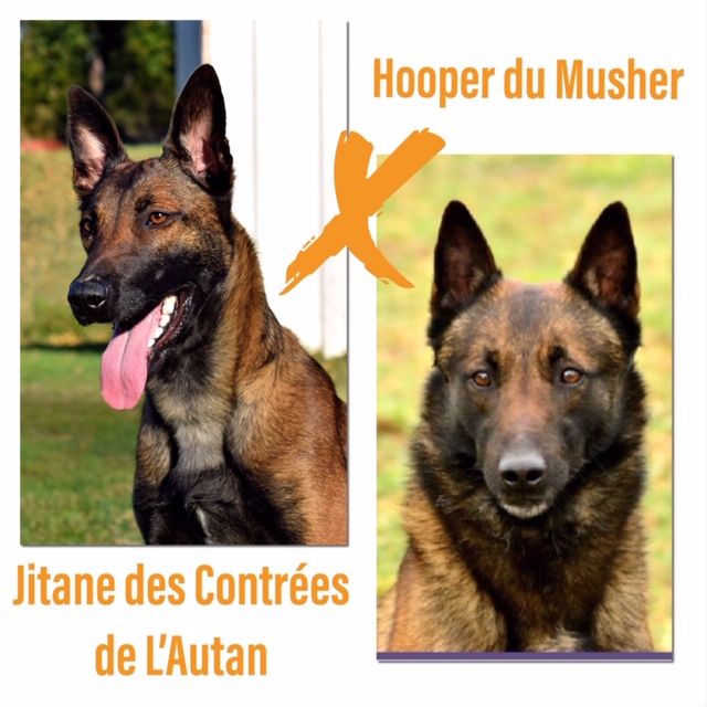 Portée Jitane Des Contrées de l'Autan X Hooper du Musher